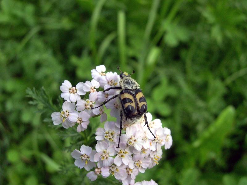 Coleotteri in Val di Tures